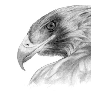 Drawing of an eagle